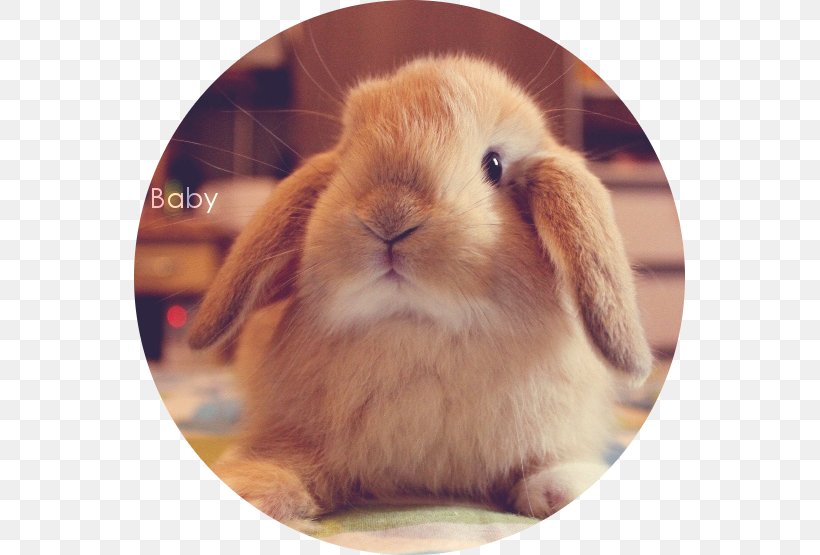 Domestic Rabbit Mini Lop Dwarf Rabbit Hare, PNG, 551x555px, Domestic Rabbit, Breed, Dwarf Rabbit, Ear, Golden Hamster Download Free
