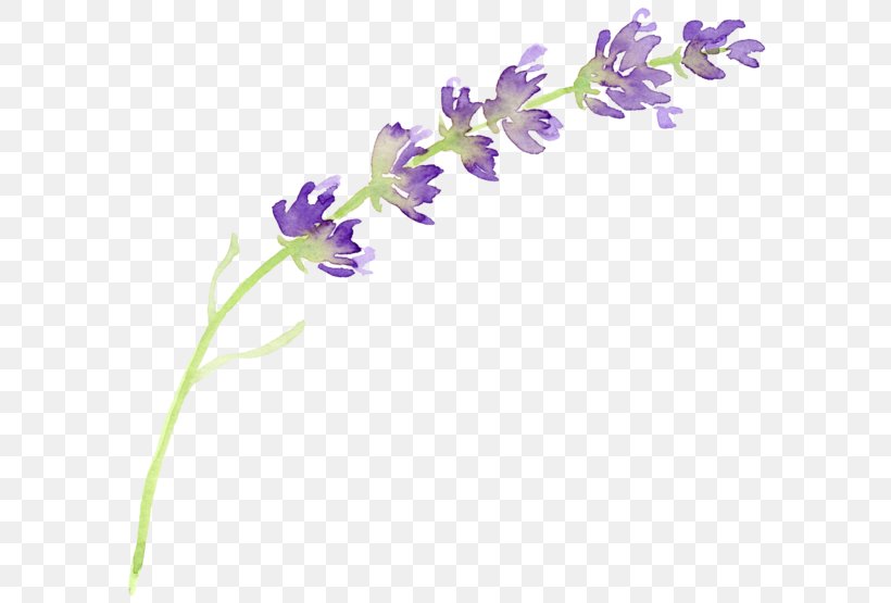 Wildfleur Hand-Painted Watercolour Floral Clip Art Cotton Lavender Ferns Ivy Leaves Create the Cut Sprigs Nasturtiums