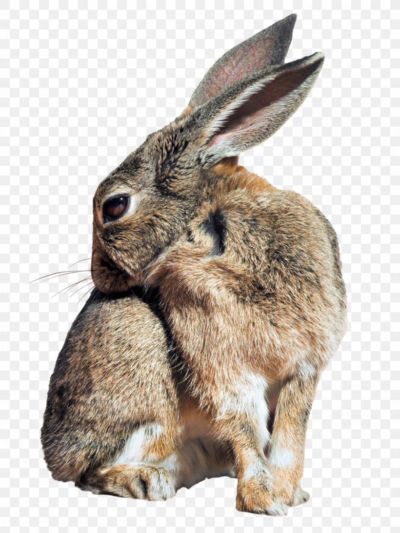 Leporids Domestic Rabbit, PNG, 1070x1427px, Hare, Domestic Rabbit, Dwarf Hotot, Dwarf Rabbit, Easter Bunny Download Free