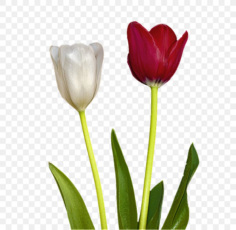 Tulip Cut Flowers Plant Stem Bud Petal, PNG, 648x800px, Tulip, Bud, Cut Flowers, Flower, Flowering Plant Download Free