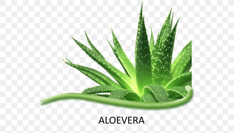 Aloe Vera Spiral Aloe Asphodelaceae Succulent Plant Herbalife Herbal Aloe Concentrate, PNG, 547x466px, Aloe Vera, Aloe, Aloes, Asphodelaceae, Gel Download Free