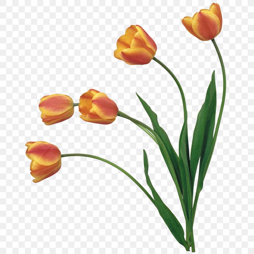 Clip Art, PNG, 1280x1280px, Tulip, Animation, Bud, Child, Cut Flowers Download Free