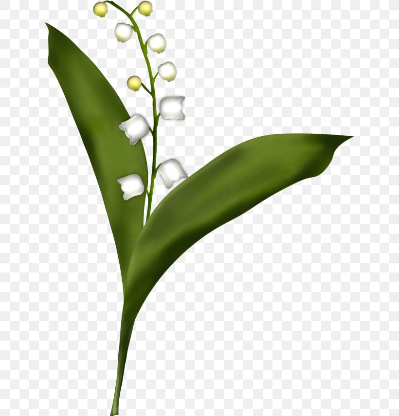 Lily Of The Valley Flower Drawing Painting Leaf, PNG, 636x855px, Lily Of The Valley, Art, Coloring Book, Composition, Drawing Download Free