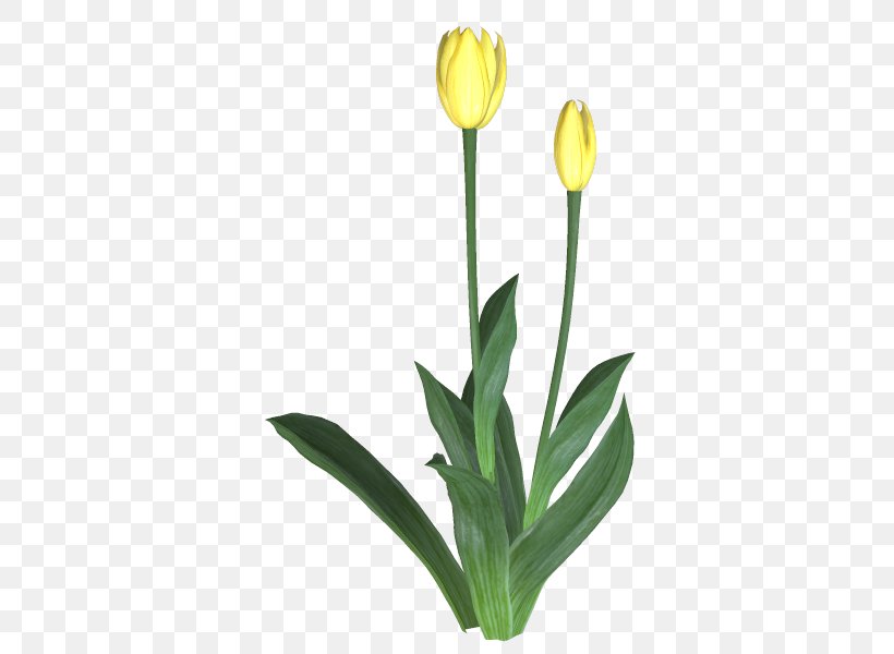 Tulip Cut Flowers TinyPic Plant Stem, PNG, 600x600px, Tulip, Bud, Cut Flowers, Flower, Flowering Plant Download Free