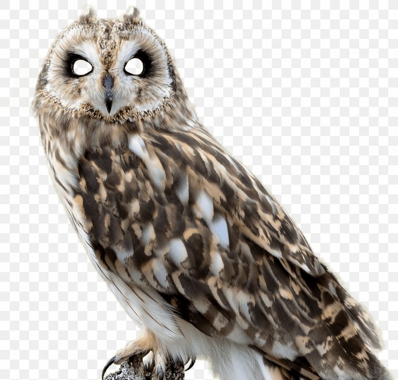 Advertising Marog Creative Agency Bird Owl Marketing, PNG, 1113x1062px, Advertising, Beak, Below The Line, Bird, Bird Of Prey Download Free