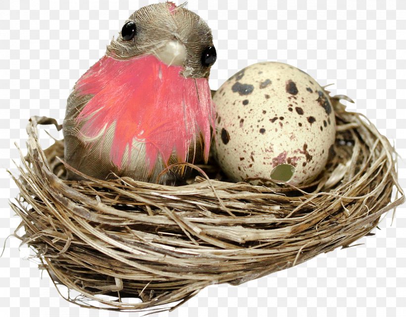Bird Nest, PNG, 1200x938px, Bird, Beak, Bird Nest, Clutch, Egg Download Free