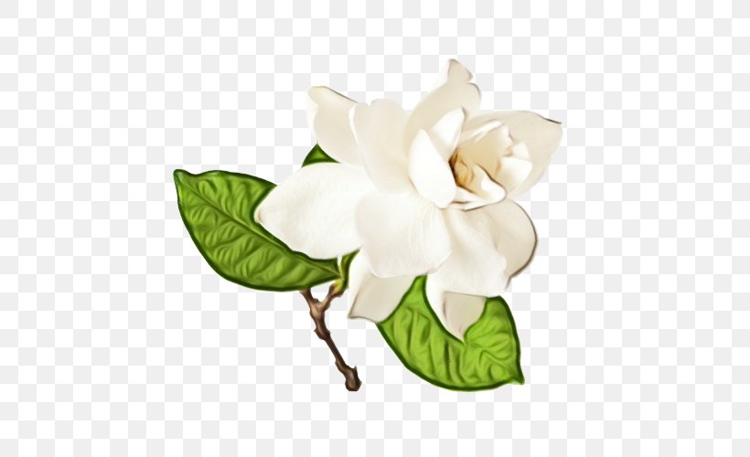 Flower Flowering Plant White Plant Petal, PNG, 500x500px, Watercolor, Flower, Flowering Plant, Gardenia, Leaf Download Free