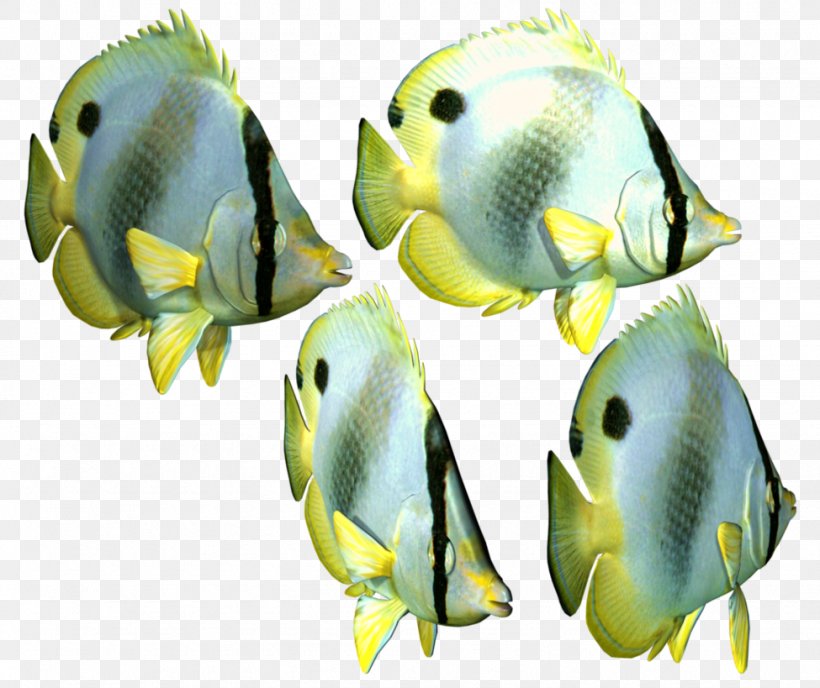 Angelfish Tropical Fish, PNG, 975x819px, Angelfish, Aquarium, Aquarium Decor, Aquariums, Coral Reef Fish Download Free