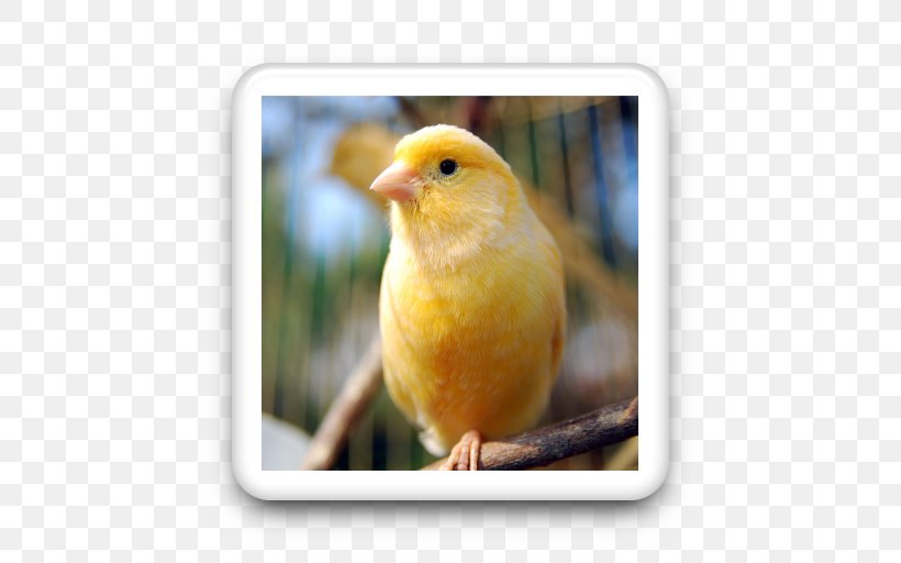 Domestic Canary Bird Vocalization Yellow Canary Pet, PNG, 512x512px, Domestic Canary, Animal, Atlantic Canary, Beak, Bird Download Free
