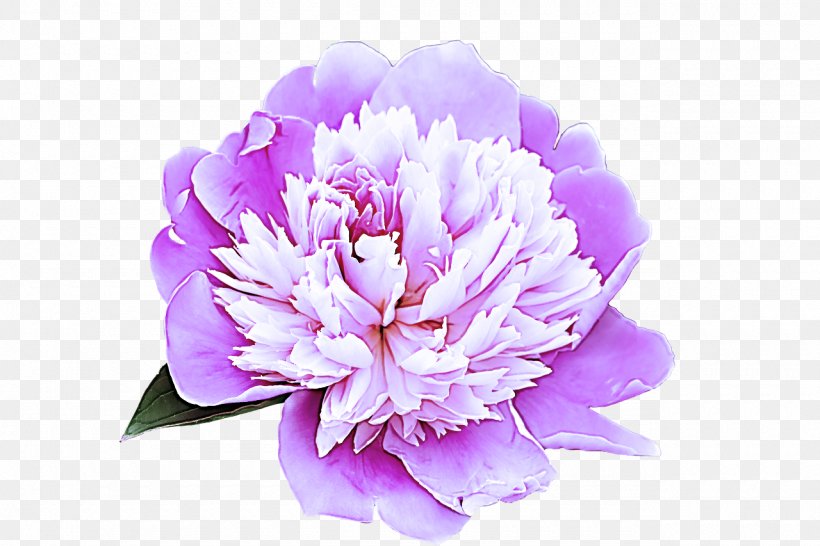 Flower Flowering Plant Petal Violet Plant, PNG, 1280x853px, Flower, Chinese Peony, Common Peony, Cut Flowers, Flowering Plant Download Free