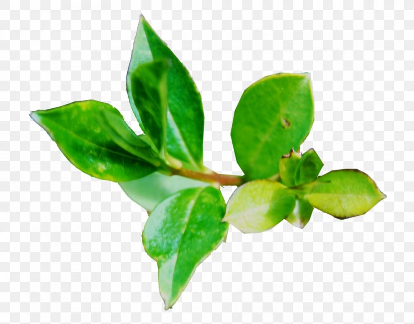 Leaf Plant Stem Herb Branching, PNG, 1009x792px, Leaf, Branch, Branching, Herb, Plant Download Free