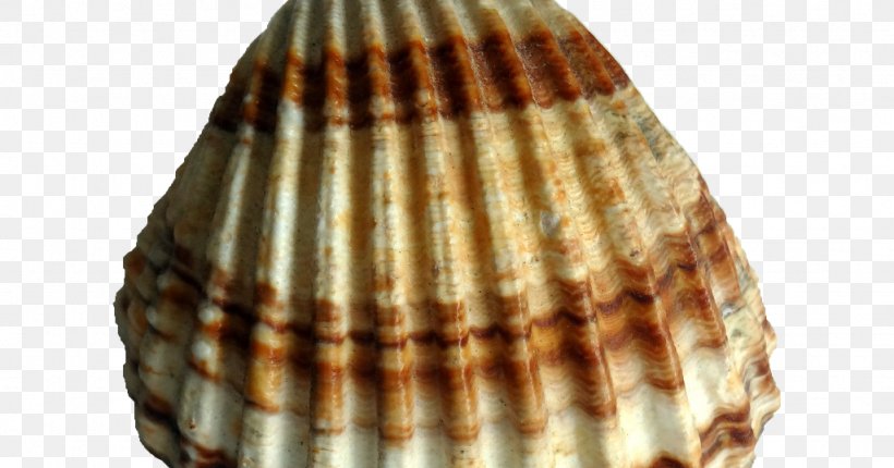 Rough Cockle Light Acanthocardia Sea, PNG, 1024x538px, Cockle, Brass, Clam, Clams Oysters Mussels And Scallops, Color Download Free