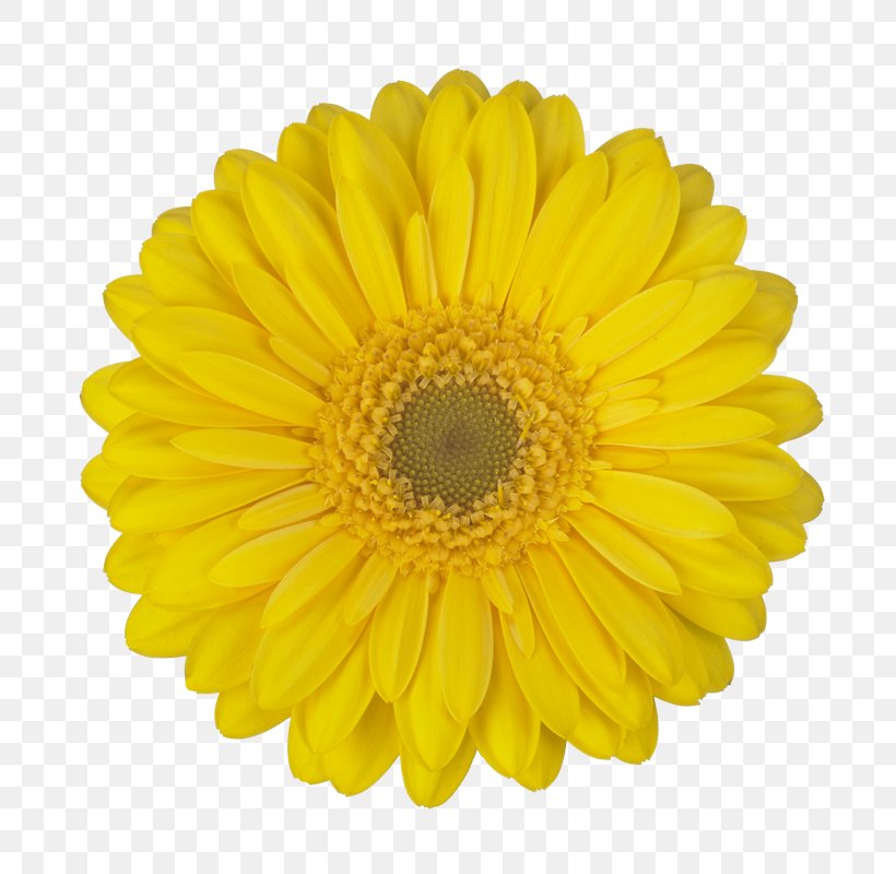 Common Sunflower Sunflower Seed Sunflower Oil Clip Art, PNG, 800x800px, Common Sunflower, Chrysanths, Cut Flowers, Daisy, Daisy Family Download Free