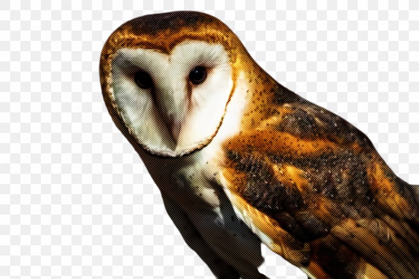 Barn Owl Bird Owl Beak Bird Of Prey, PNG, 2000x1332px, Barn Owl, Beak, Bird, Bird Of Prey, Owl Download Free