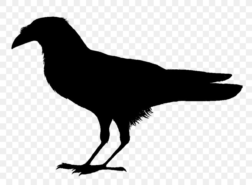 Birds Of The World: Recommended English Names Piping Crow Somali Crow Common Raven, PNG, 800x600px, Bird, Beak, Black And White, Common Raven, Crow Download Free
