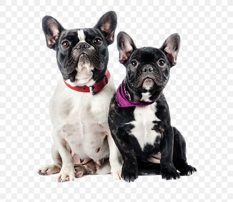 French Bulldog, PNG, 786x710px, French Bulldog, Boston Terrier, Bow Tie, Breed, Bulldog Download Free