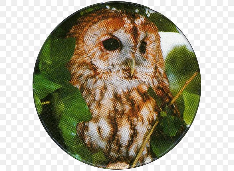 Tawny Owl Bird Of Prey Long-eared Owl, PNG, 600x600px, Owl, Barn Owl, Beak, Bird, Bird Of Prey Download Free
