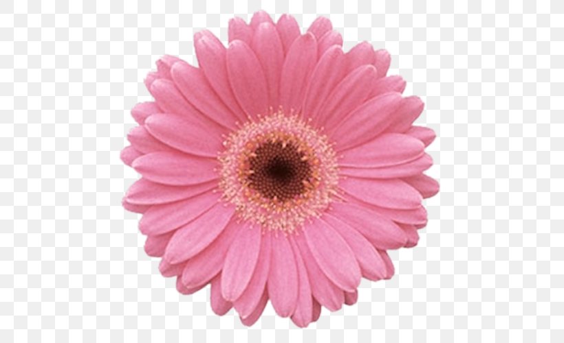 Transvaal Daisy Common Daisy Pink Flowers Floral Design, PNG, 500x500px, Transvaal Daisy, Asterales, Chrysanths, Common Daisy, Cut Flowers Download Free