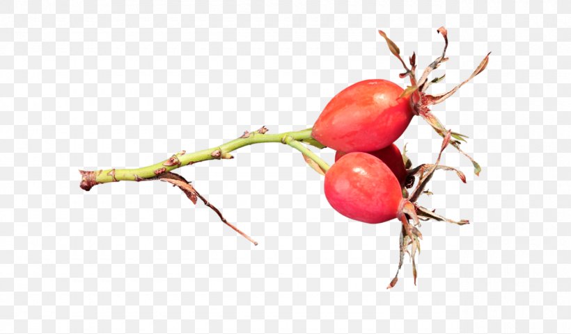 Cranberry Rose Hip Food Fruit, PNG, 1280x752px, Cranberry, Autumn, Beet, Beetroot, Berry Download Free