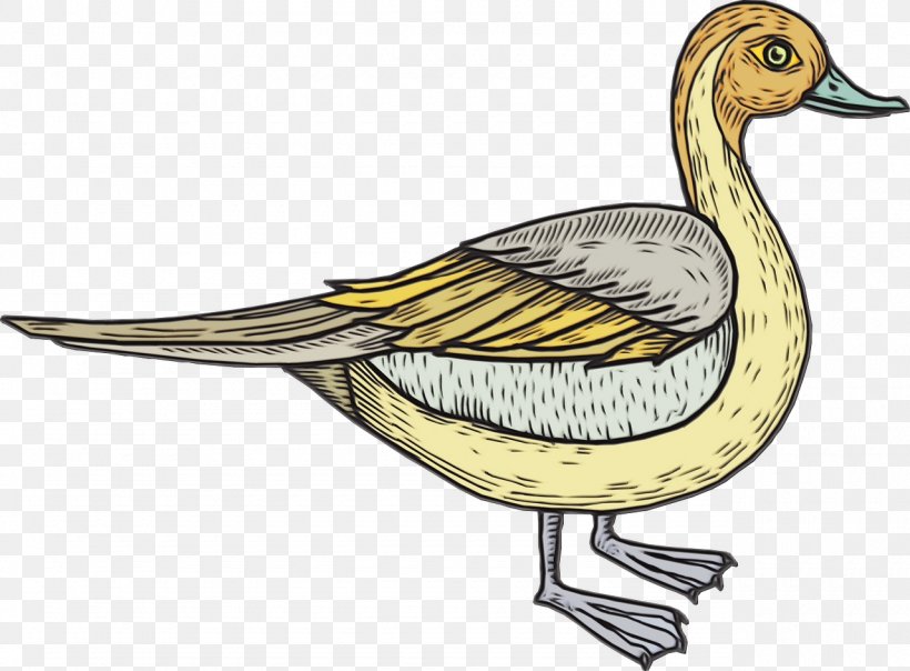 Duck Cartoon, PNG, 1280x944px, Duck, American Black Duck, Beak, Bird, Drawing Download Free