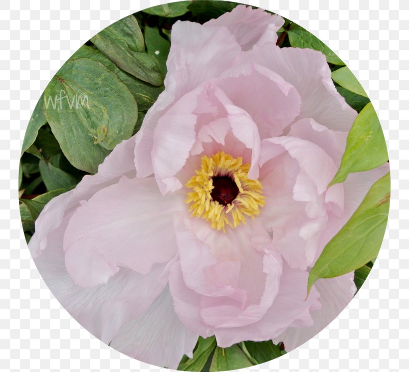 Peony Rose Family Herbaceous Plant Annual Plant, PNG, 746x746px, Peony, Annual Plant, Family, Flower, Flowering Plant Download Free