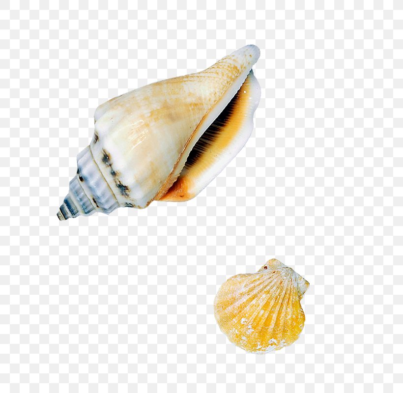 Sea Snail Seashell Conch, PNG, 800x800px, Sea Snail, Beach, Clams Oysters Mussels And Scallops, Cockle, Conch Download Free