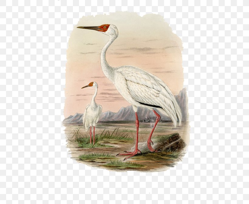 Crane A History Of The Birds Of Europe: Including All The Species Inhabiting The Western Palaeactic Region, PNG, 500x673px, Crane, Beak, Bird, Ciconiiformes, Crane Like Bird Download Free