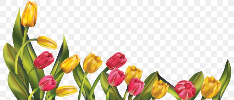 Tulip Flower Clip Art, PNG, 800x351px, Tulip, Cut Flowers, Display Resolution, Floral Design, Floristry Download Free