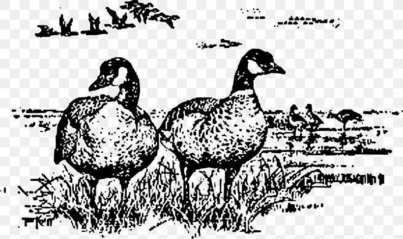 Canada Goose Bird Drawing, PNG, 2318x1380px, Goose, Art, Beak, Bird, Black And White Download Free