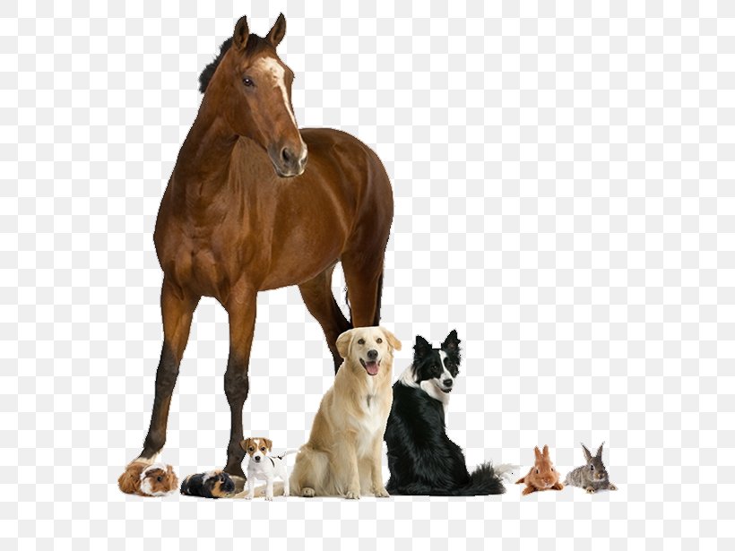Animal Cartoon, PNG, 625x615px, Horse, Agriculture, Animal, Animal Breeding, Animal Feed Download Free