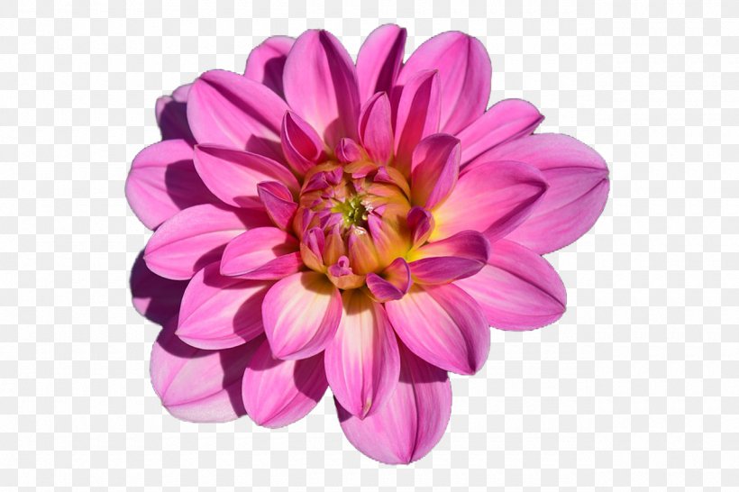Flower Garden Dahlia, PNG, 1280x853px, Flower, Annual Plant, Bud, Chrysanths, Cut Flowers Download Free