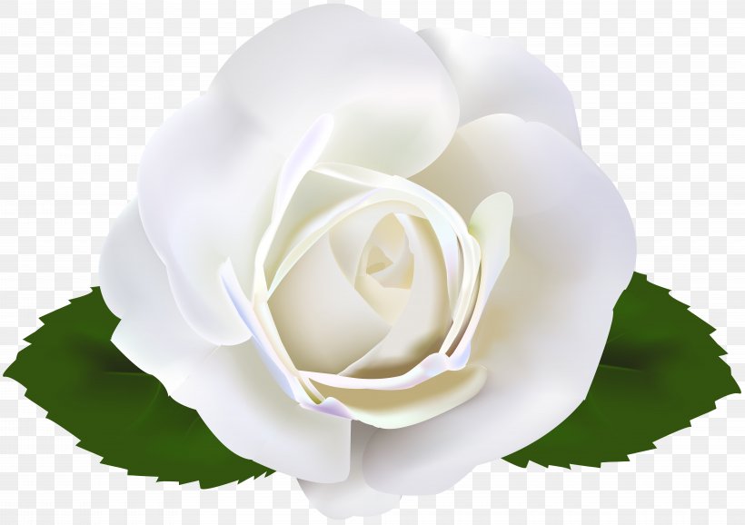Garden Roses Clip Art, PNG, 8000x5646px, Garden Roses, Cabbage Rose, Cartoon, Cut Flowers, Floribunda Download Free