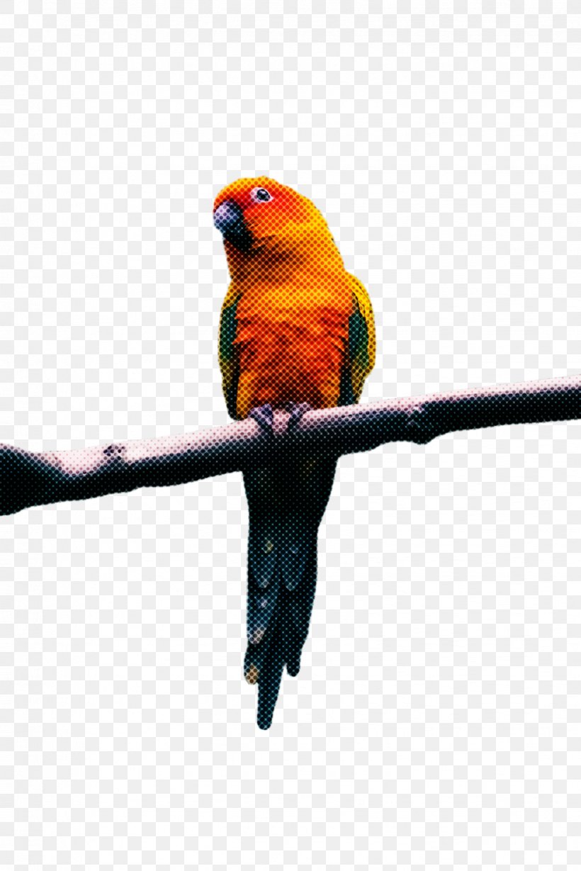 Bird Parrot, PNG, 1632x2447px, Lovebird, Beak, Bird, Budgie, Feather Download Free