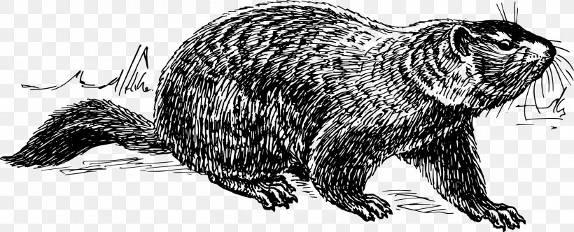 Groundhog Day The Groundhog Clip Art, PNG, 2400x974px, Groundhog, Animal Figure, Artwork, Beaver, Black And White Download Free