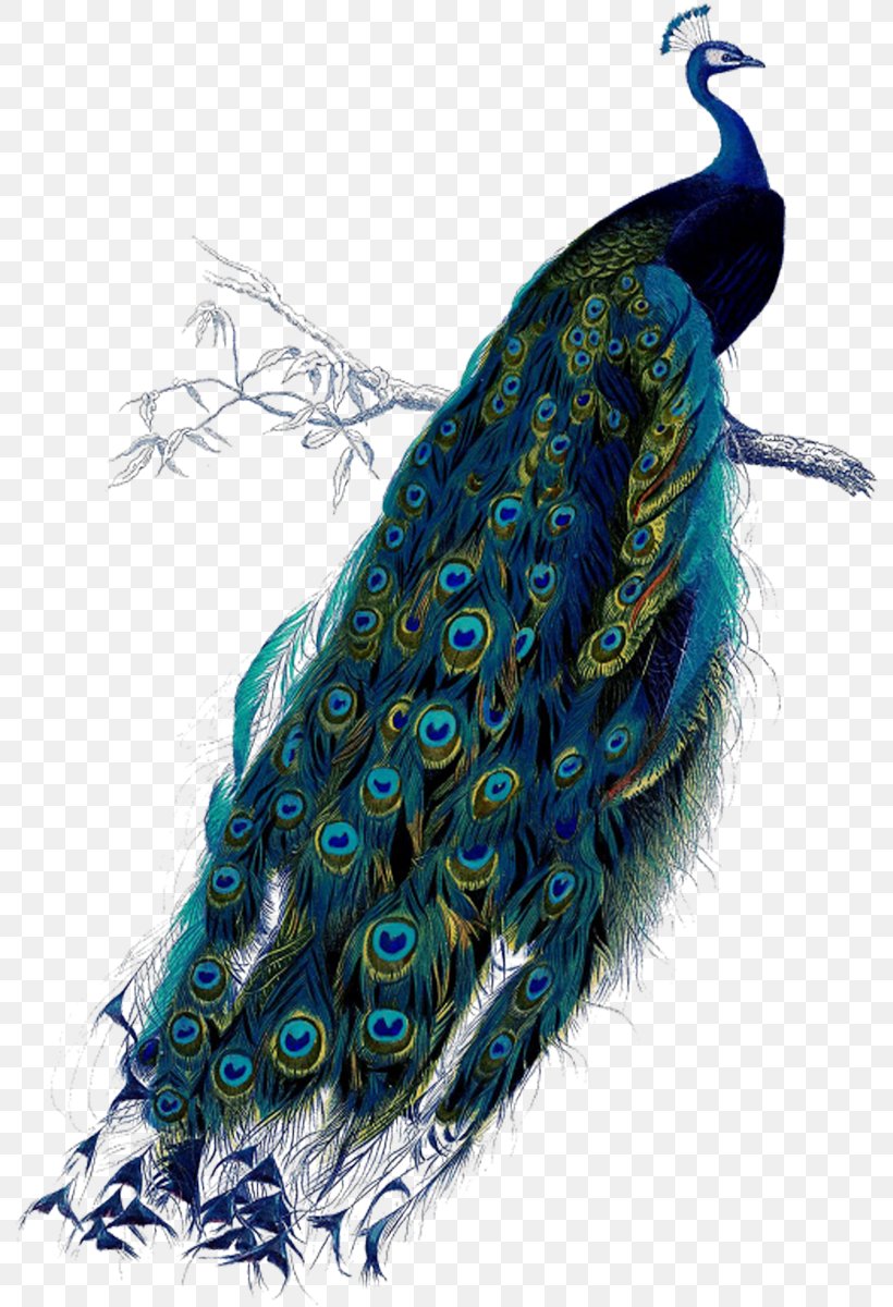 Peafowl Art Printmaking Poster Clip Art, PNG, 792x1200px, Peafowl, Art, Drawing, Feather, Graphic Arts Download Free