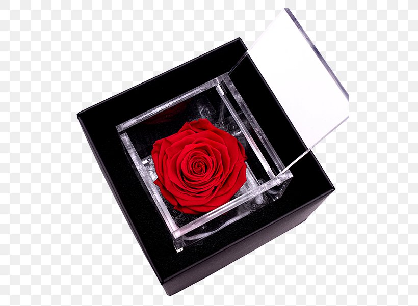 Garden Roses Color Light Red, PNG, 550x601px, Rose, Bocciolo, Box, Color, Cube Download Free