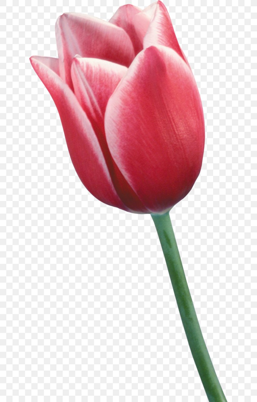 Tulip Flower Clip Art, PNG, 634x1280px, Tulip, Bud, Close Up, Color, Cut Flowers Download Free