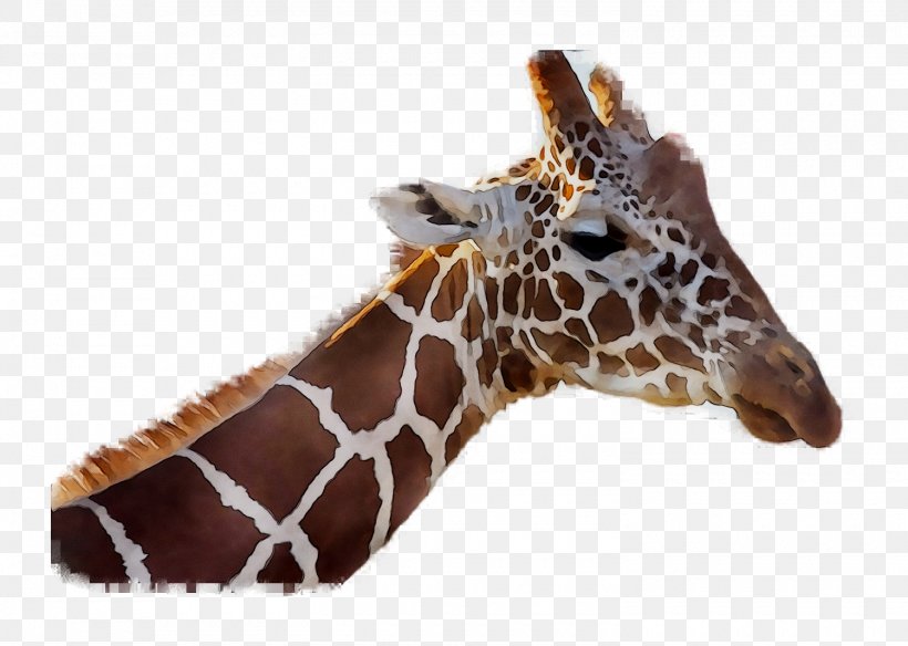 Giraffe Neck Fauna Terrestrial Animal Snout, PNG, 1500x1070px, Giraffe, Adaptation, Animal, Animal Figure, Fauna Download Free