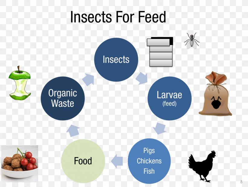 Insect Farming Business Management Food, PNG, 1425x1076px, Insect, Animal Feed, Brand, Business, Catering Download Free