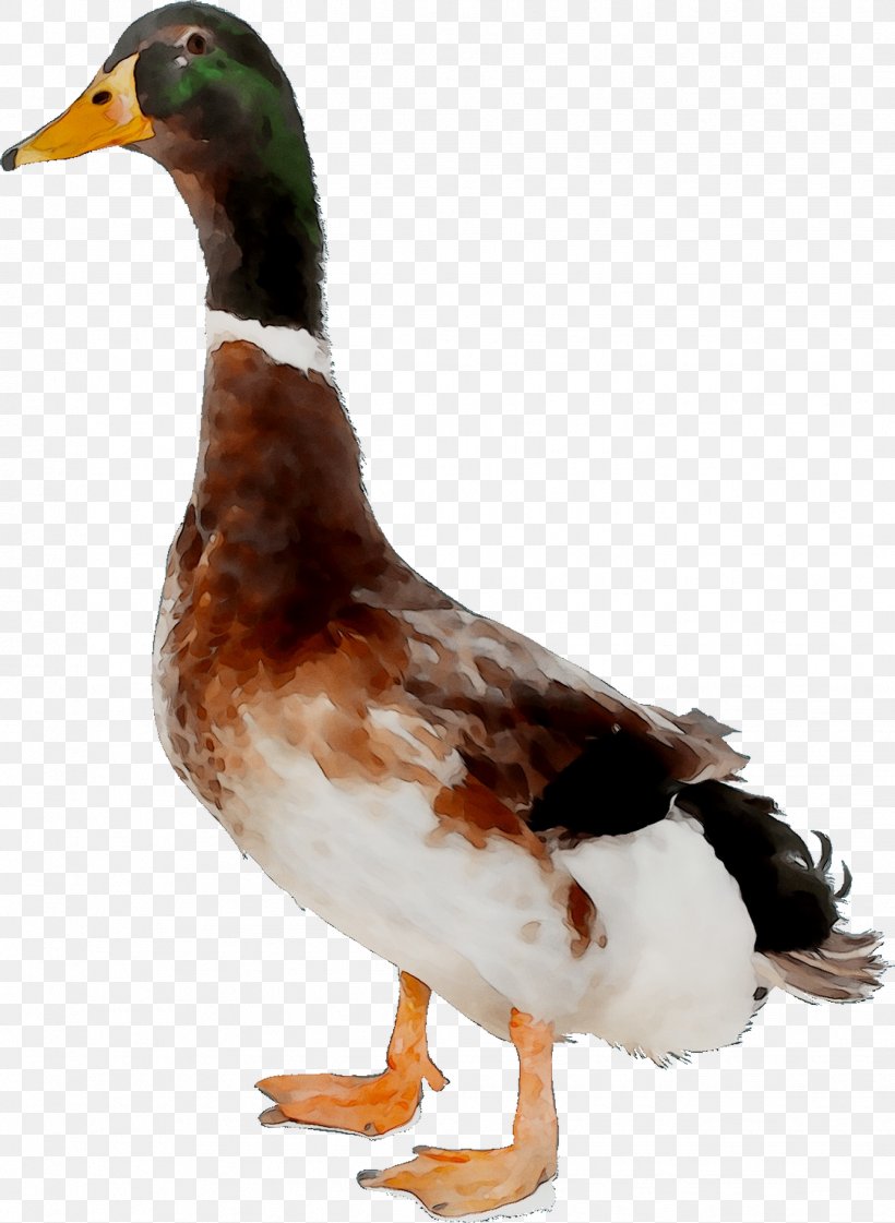 Mallard Goose Duck Wusheng County Catty, PNG, 1337x1828px, Mallard, Alexandre Pato, Beak, Bird, Catty Download Free