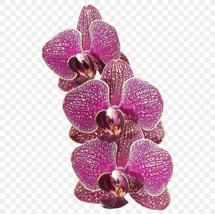 Moth Orchids Flower Plant, PNG, 1600x1600px, Orchids, Cut Flowers, Deviantart, Flower, Flowering Plant Download Free
