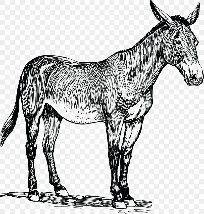 Mule Horse Drawing Line Art, PNG, 4000x4204px, Mule, Art, Black And White, Coloring Book, Colt Download Free