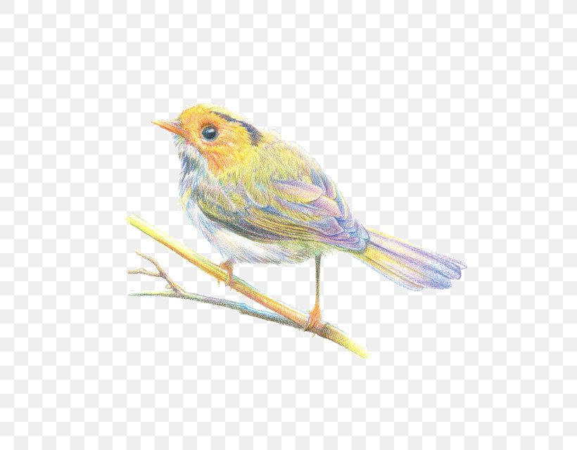 Sparrow Bird European Robin Finch, PNG, 640x640px, Sparrow, American Sparrows, Beak, Bird, Canary Download Free