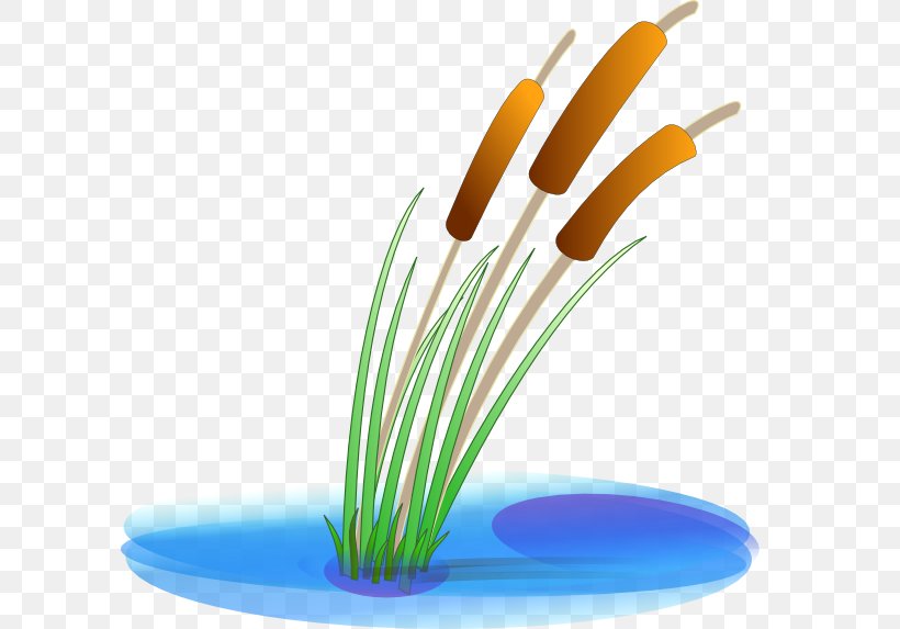 Typha Latifolia Pond Clip Art, PNG, 600x573px, Typha Latifolia, Aquatic Plants, Cattail, Grass, Grass Family Download Free