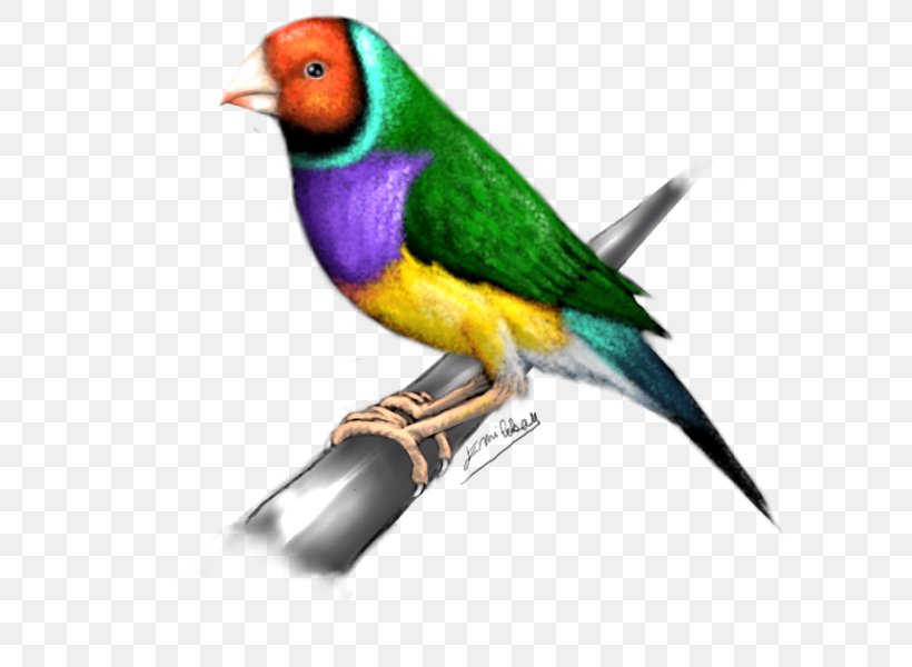 Finches Lovebird Parakeet Feather Beak, PNG, 700x600px, Finches, Beak, Bird, Feather, Finch Download Free