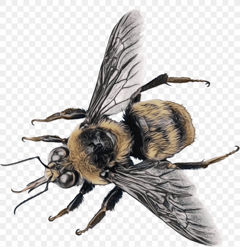 Honey Background, PNG, 1258x1291px, Honey Bee, Bee, Black Fly, Blowflies, Bombyliidae Download Free
