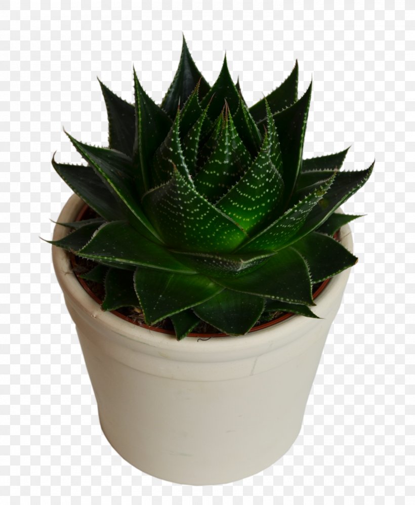 Houseplant Flower Bouquet Ornamental Plant Plants, PNG, 1500x1827px, Houseplant, Agave, Agave Azul, Aloe, Aloe Vera Download Free