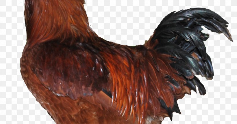 Rooster Cornish Chicken Leghorn Chicken Broiler Brahma Chicken, PNG, 1200x630px, Rooster, Beak, Brahma Chicken, Broiler, Chicken Download Free