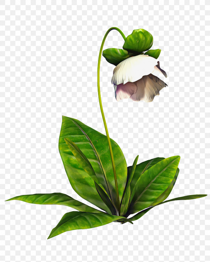 Spring Flower Spring Floral Flowers, PNG, 1152x1440px, Spring Flower, Chinese Peony, Cypripedium, Flower, Flowers Download Free