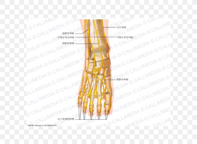Thumb Intermediate Dorsal Cutaneous Nerve Foot Common Peroneal Nerve, PNG, 600x600px, Watercolor, Cartoon, Flower, Frame, Heart Download Free